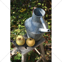 ジョウロと梨の写真素材