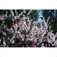 コントラストが美しい梅の写真素材（1）