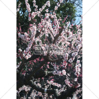 コントラストが美しい梅の写真素材（3）