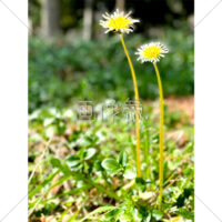 自然の中に咲くタンポポ