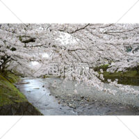 河川敷の桜の写真素材（2）