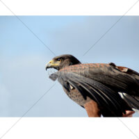 遠くを見つめる鷹の写真素材