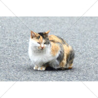 道路横の三毛猫の写真素材