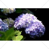 紫色のアジサイの写真素材