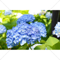 青色のアジサイの写真素材(1)