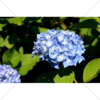 青色のアジサイの写真素材(2)