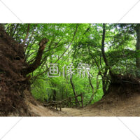 森の小道の写真素材（1）