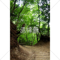 森の小道の写真素材（2）