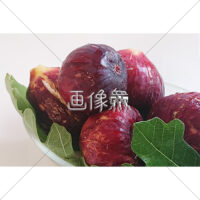色鮮やかなイチジクの写真素材