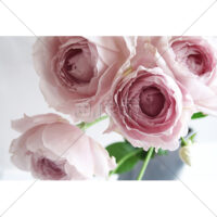 ピンクのバラの写真素材