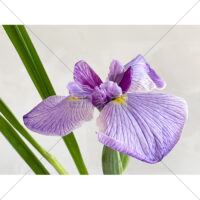 紫色の花菖蒲の写真素材