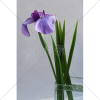 紫色の花菖蒲の写真素材(2)