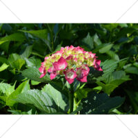 ピンクのアジサイの写真素材