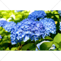 青色のアジサイ(3)の写真素材