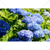 青色のアジサイ(4)の写真素材