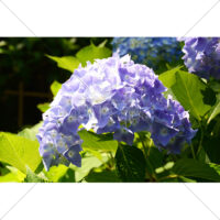 紫色のアジサイ(2)の写真素材