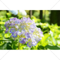 紫色のアジサイ(3)の写真素材