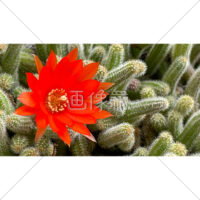 赤い花が咲いたサボテン(白檀)の写真素材（2）