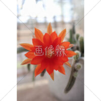 赤い花が咲いたサボテン(白檀)の写真素材（3）