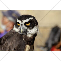 鋭い眼差しのフクロウの写真素材