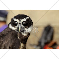 目を閉じるフクロウの写真素材