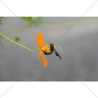 花の蜜を吸うクマバチの写真素材(1)