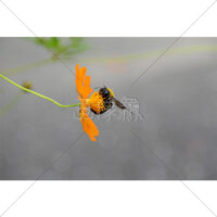 花の蜜を吸うクマバチの写真素材(2)