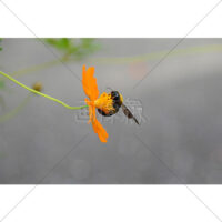 花の蜜を吸うクマバチの写真素材(3)