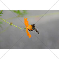 花の蜜を吸うクマバチの写真素材(4)