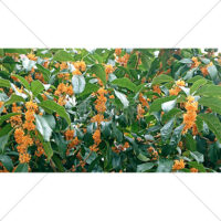 いい香りがしそうな金木犀の写真素材