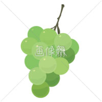 大粒のシャインマスカットのイラスト素材