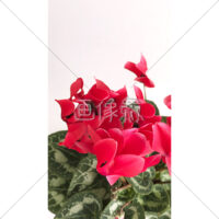 シクラメンの写真素材