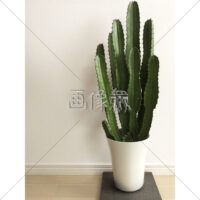 多肉植物大雲閣の写真素材