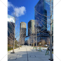 冬の街路樹と都会のビルと青空の写真素材