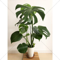 観葉植物（モンステラ）の写真素材