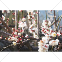 白い梅の花と蕾の写真素材