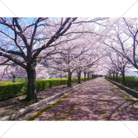 青空と桜並木の写真素材