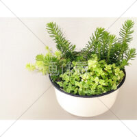 多肉植物の寄せ植えの写真素材