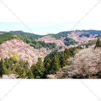 山の上から見た満開の桜の写真素材