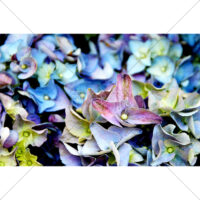 色鮮やかなアジサイの写真素材