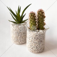 ハイドロカルチャーのサボテンの写真素材