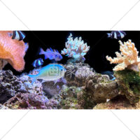 熱帯魚とサンゴの写真素材