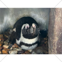 目を閉じるペンギンの写真素材